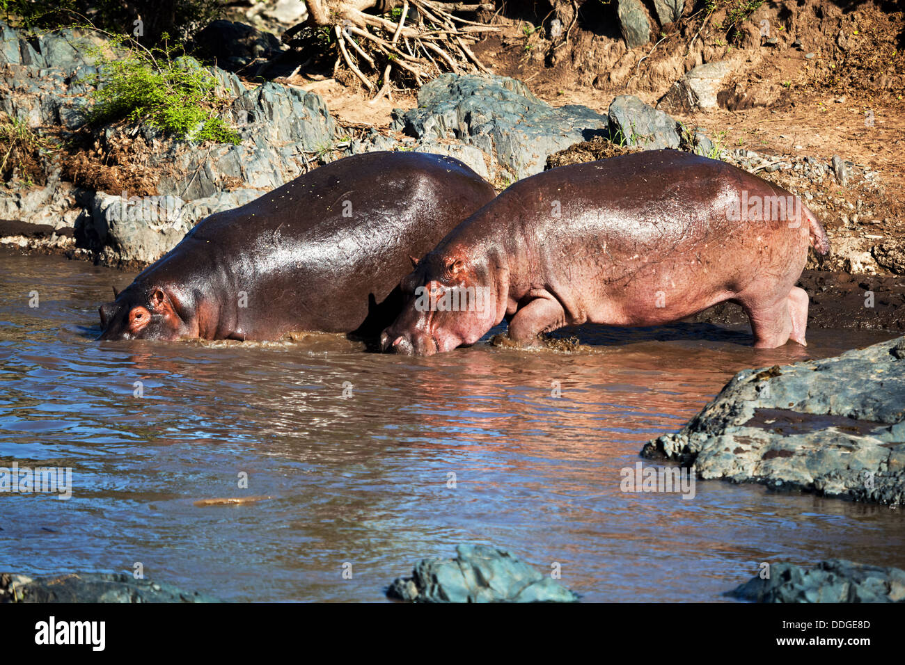Hippos walking into the river in the Serengeti National Park, Tanzania, Africa Stock Photo