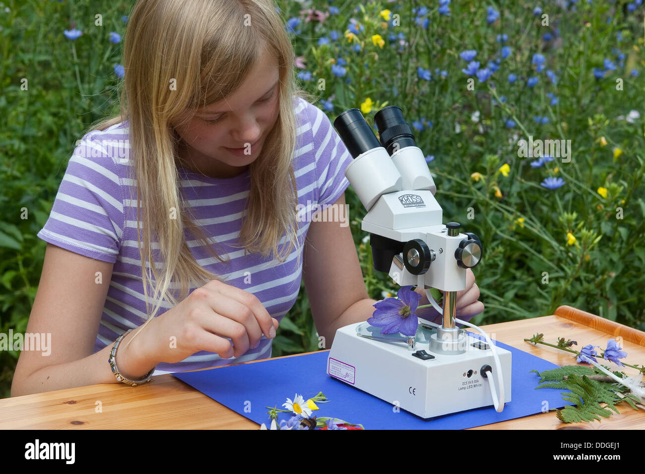 Child, children, binocular loupe, magnifier, Kind, Mädchen, Kinder, Binokular, Stereolupe, Naturerlebnis, Nature experience Stock Photo