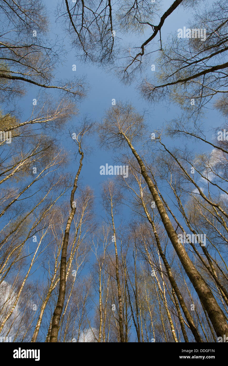 birch forest, birch grove, White Birch, Birch, Birkenwald, Birken, Wald, Birke, Betula sp. Stock Photo
