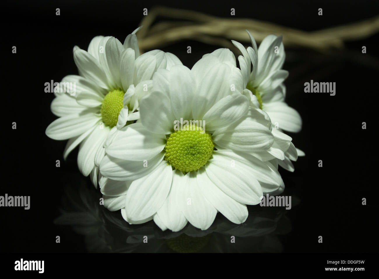 Three daisies flowers on black background and reflections. Stock Photo