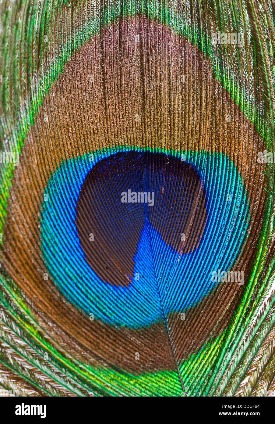 Peacock feather closeup Stock Photo