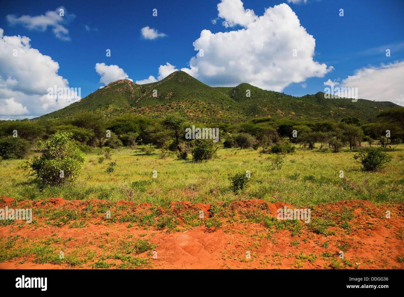 Bush and savanna landscape in Tsavo West National Park, Kenya, Africa. Stock Photo