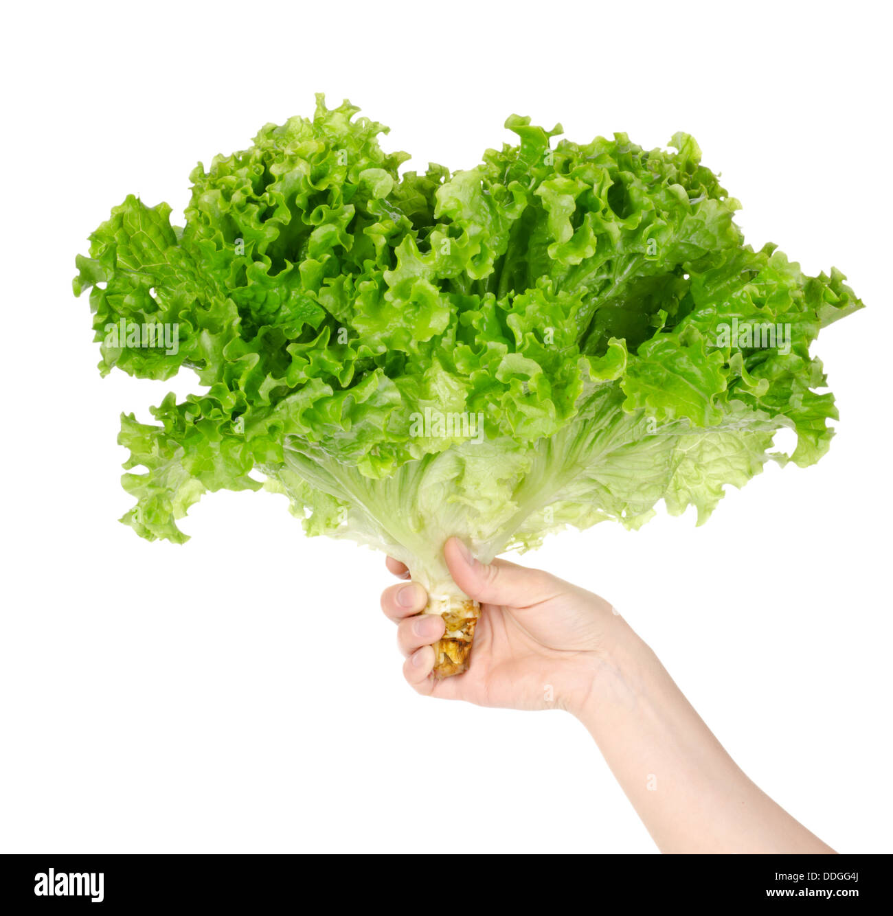 Lettuce in hand Stock Photo Alamy