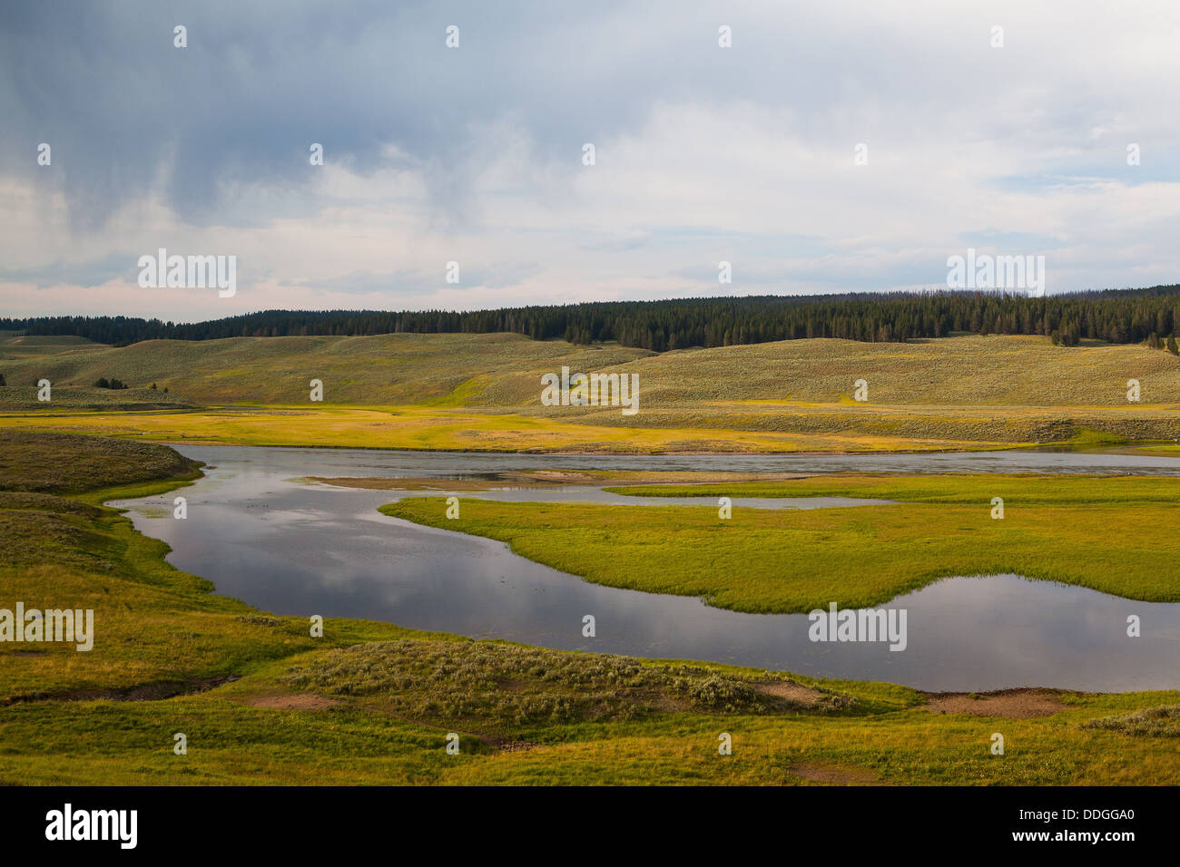 Hayden Valley place where American Bison live Stock Photo Alamy