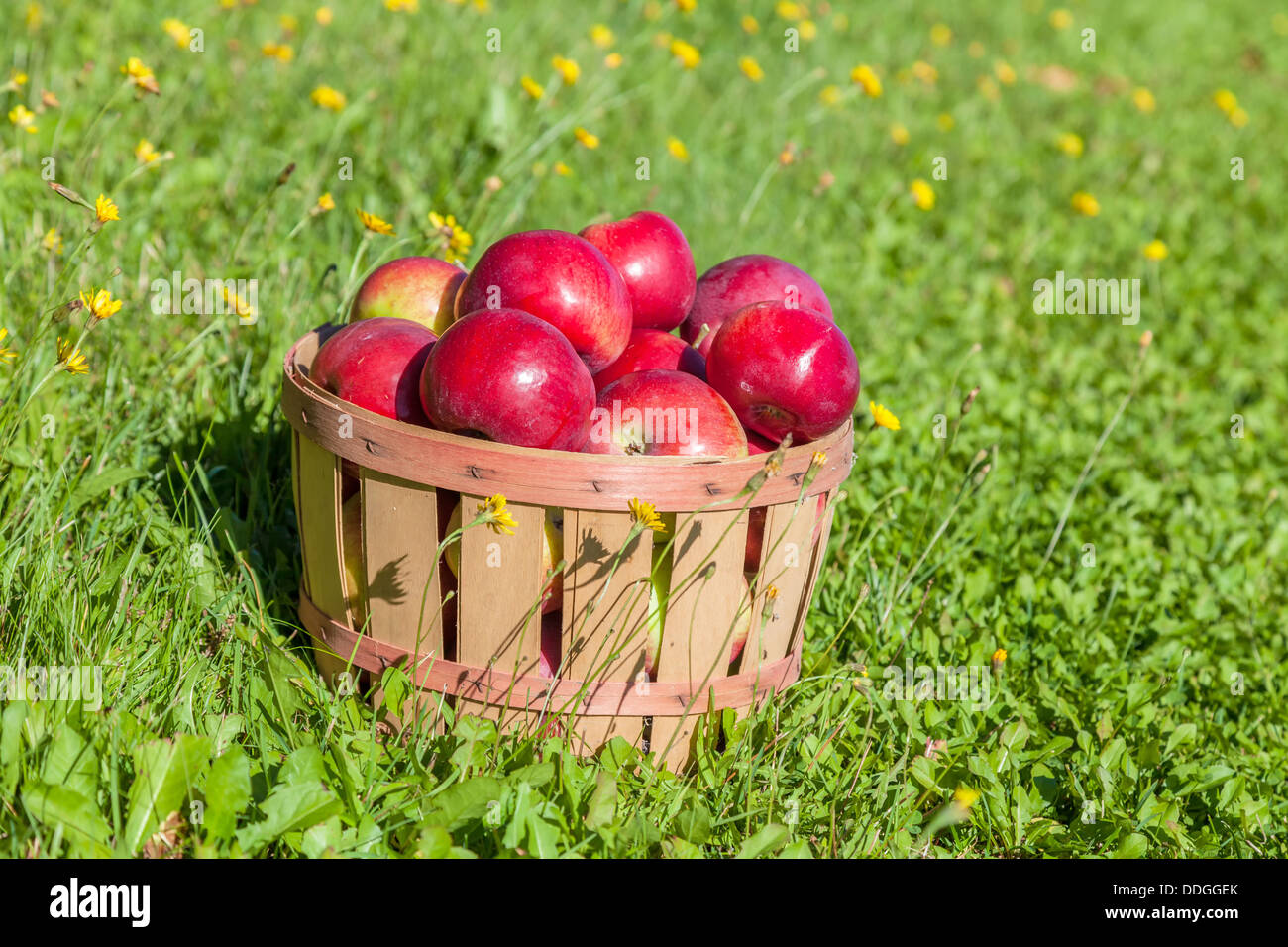 https://c8.alamy.com/comp/DDGGEK/freshly-picked-apples-in-a-half-bushel-basket-DDGGEK.jpg