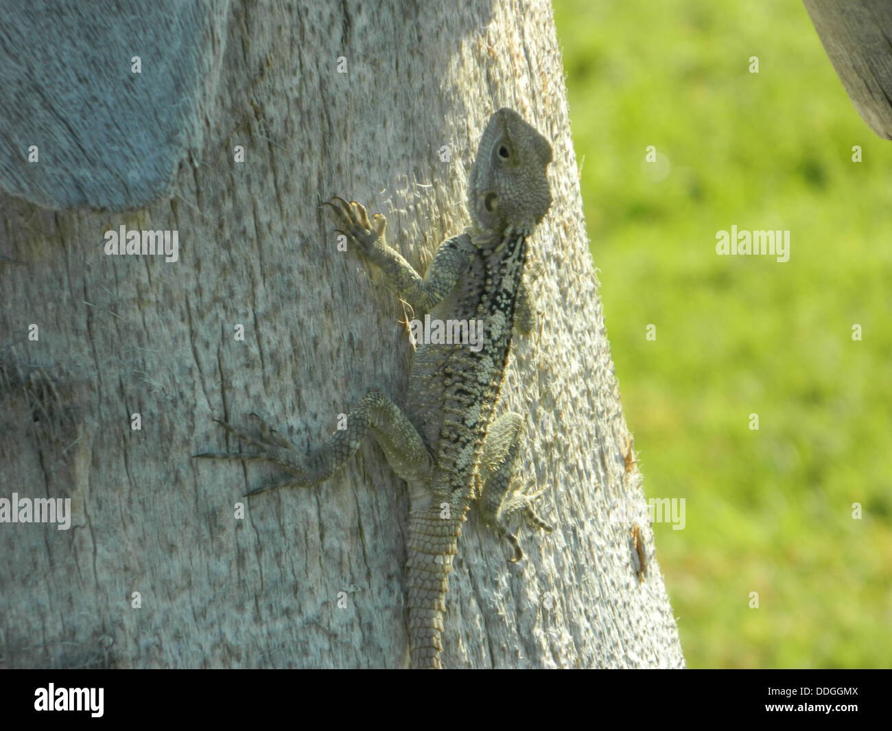 Lizard On tree Stock Photo Alamy