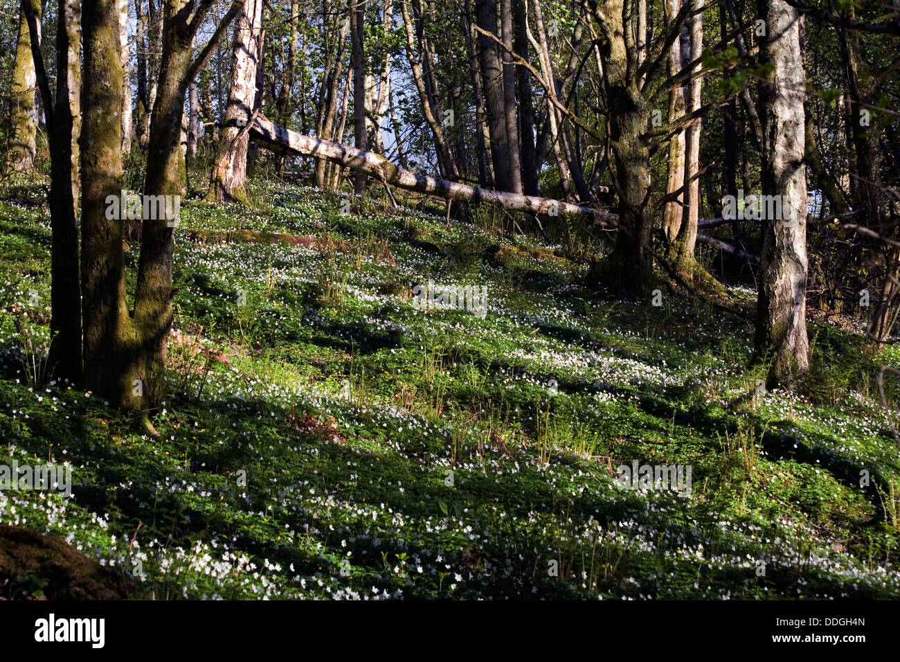 Wood Anemone growing in deciduous woodland in spring Crieff Perthshire Scotland Stock Photo