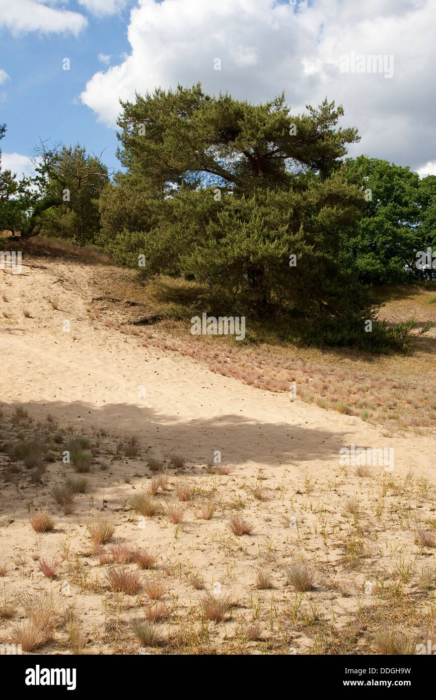 dry grassland, xeric grassland, inland dune, sandy, Trockenrasen, Trocken-Rasen, Binnendüne, Sandgebiet Stock Photo