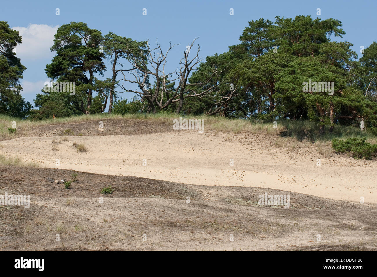 dry grassland, xeric grassland, inland dune, sandy, Trockenrasen, Trocken-Rasen, Binnendüne, Sandgebiet Stock Photo