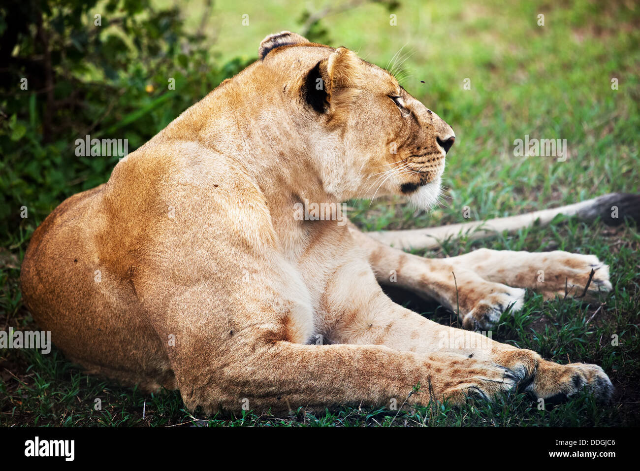 Female lion lying in the Serengeti National Park in Tanzania, Africa Stock Photo