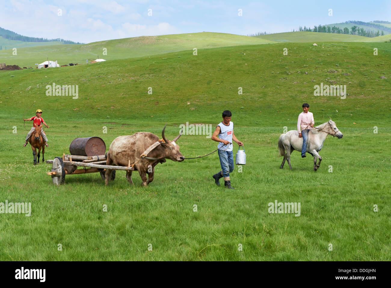 Comitiva de gado, peão de boiadeiro, boi, Cortege of Cattle, Peasant of  Cowboy, Ox, Bos taurus, Miranda, Mato Grosso do Sul, Brazil Stock Photo -  Alamy