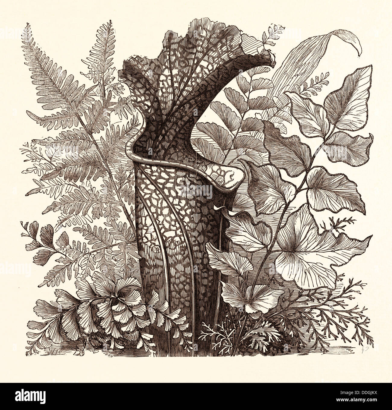 JANUARY. Pteris argentea. Andiantum formosum. Sarracenia Drummondi. Adiantum cultratum. Pteris macrophyllus. Dania diversifolia Stock Photo