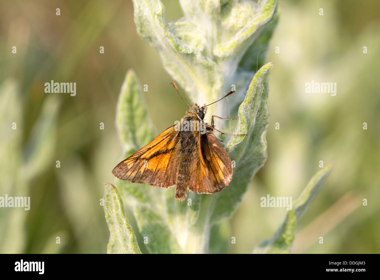 Large Skipper; Ochlodes venatus; Butterfly; Summer; UK Stock Photo