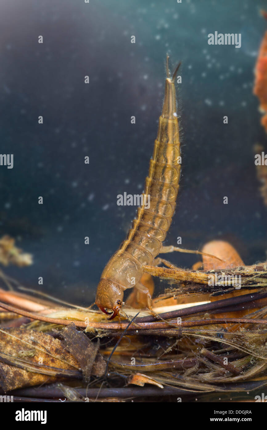 Dytiscus Stock Photos & Dytiscus Stock Images Alamy