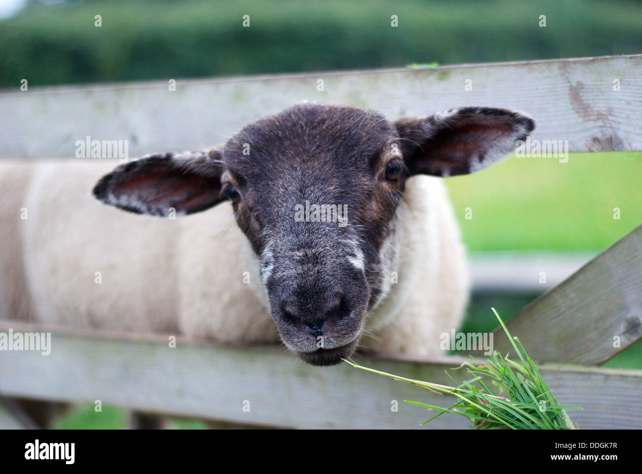 A sheep looks through a gate eating grass on a welsh farm Stock Photo