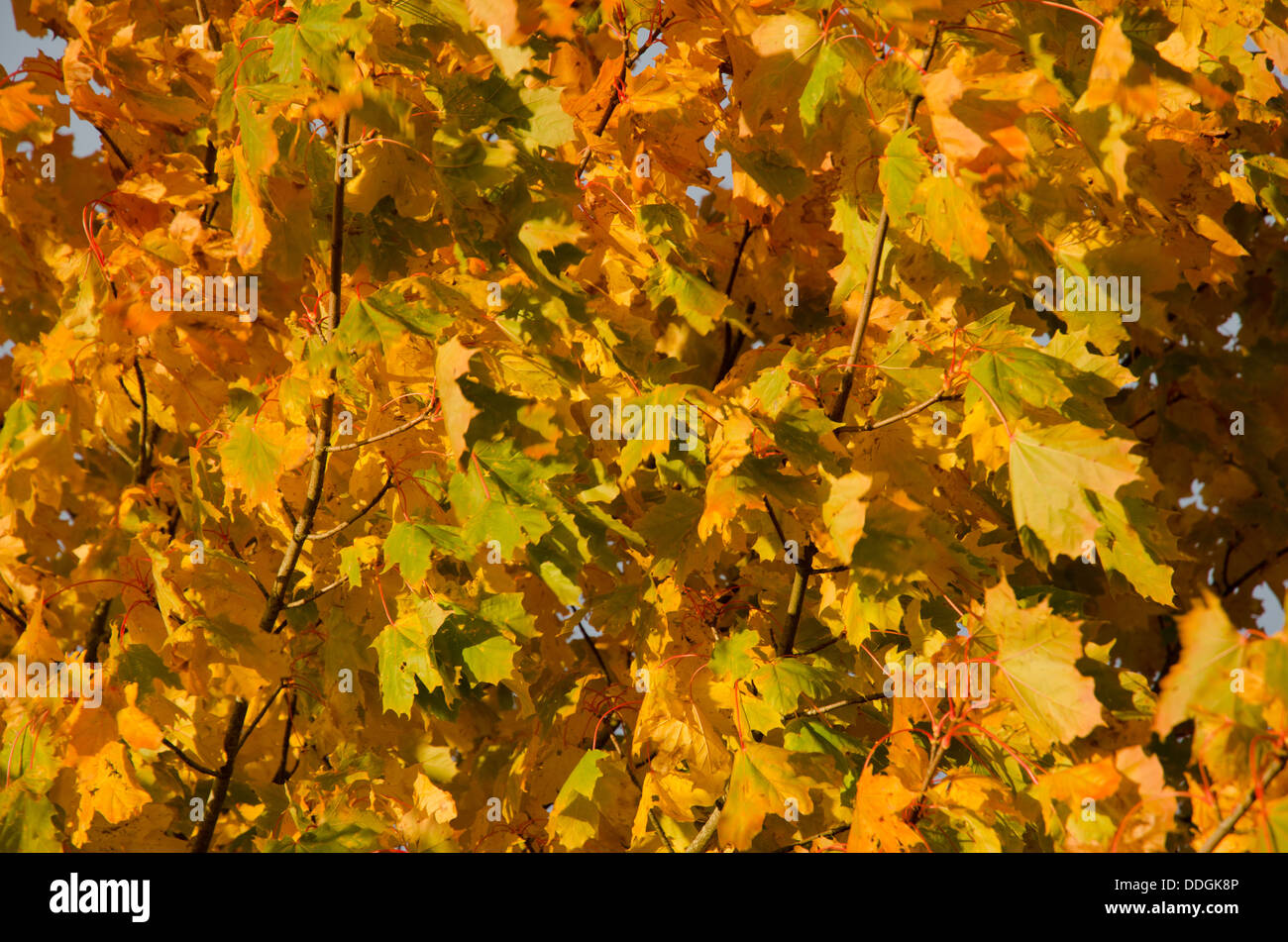 Maple autumn colours hi-res stock photography and images - Alamy