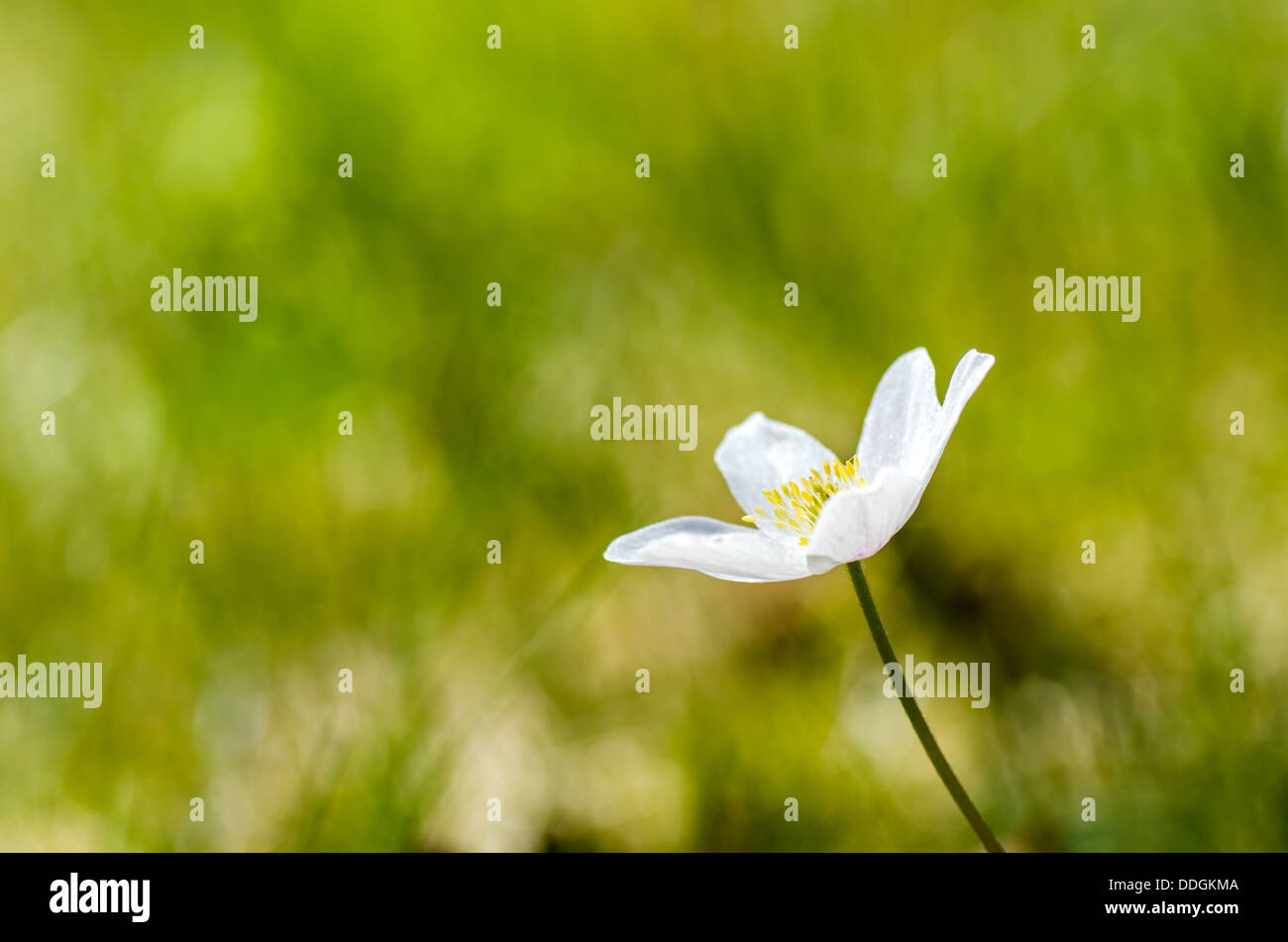 Wood anemone closeup at green background Stock Photo Alamy
