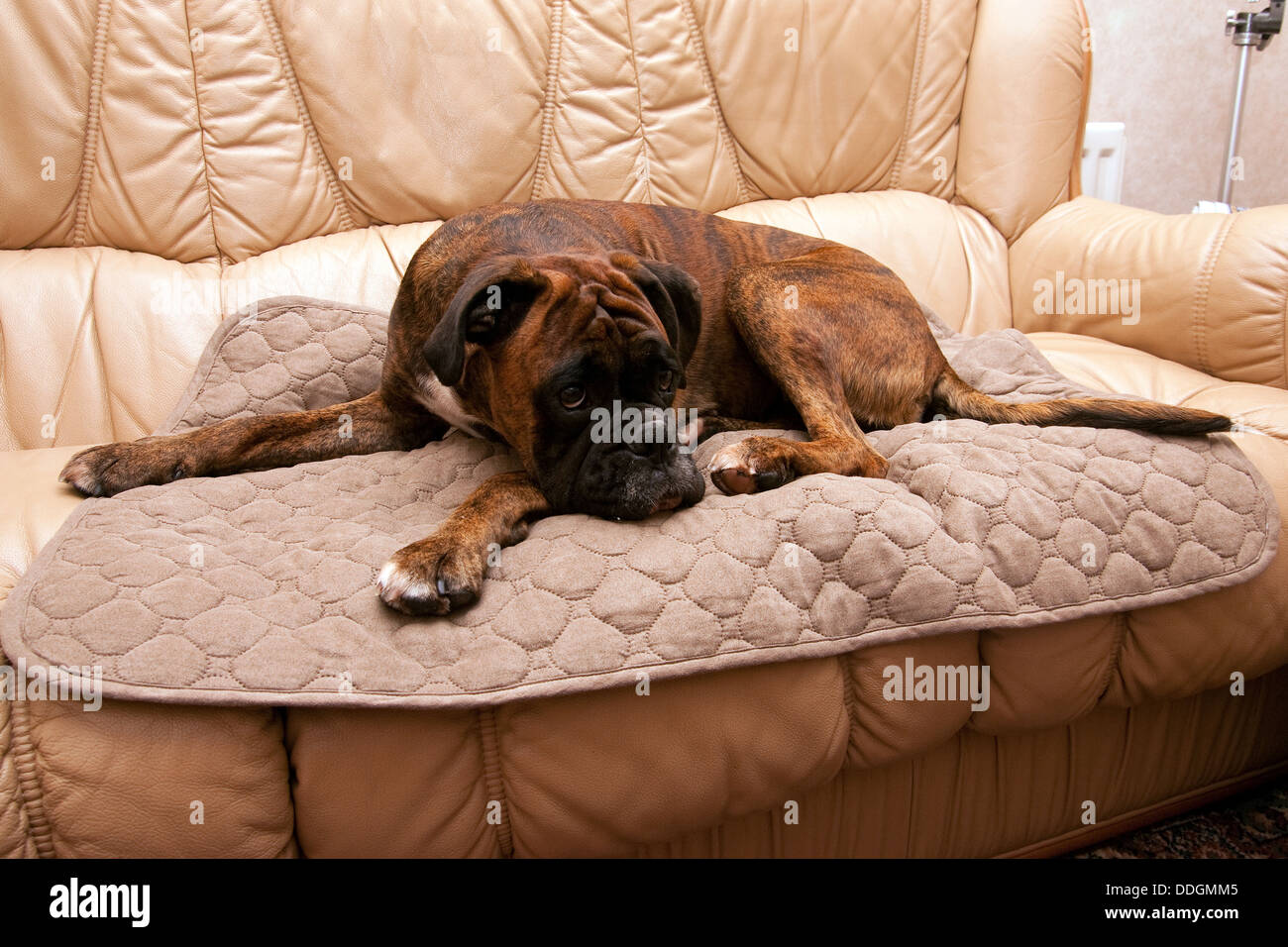 boxer dog sprawled sofa looking creased brow Stock Photo Alamy