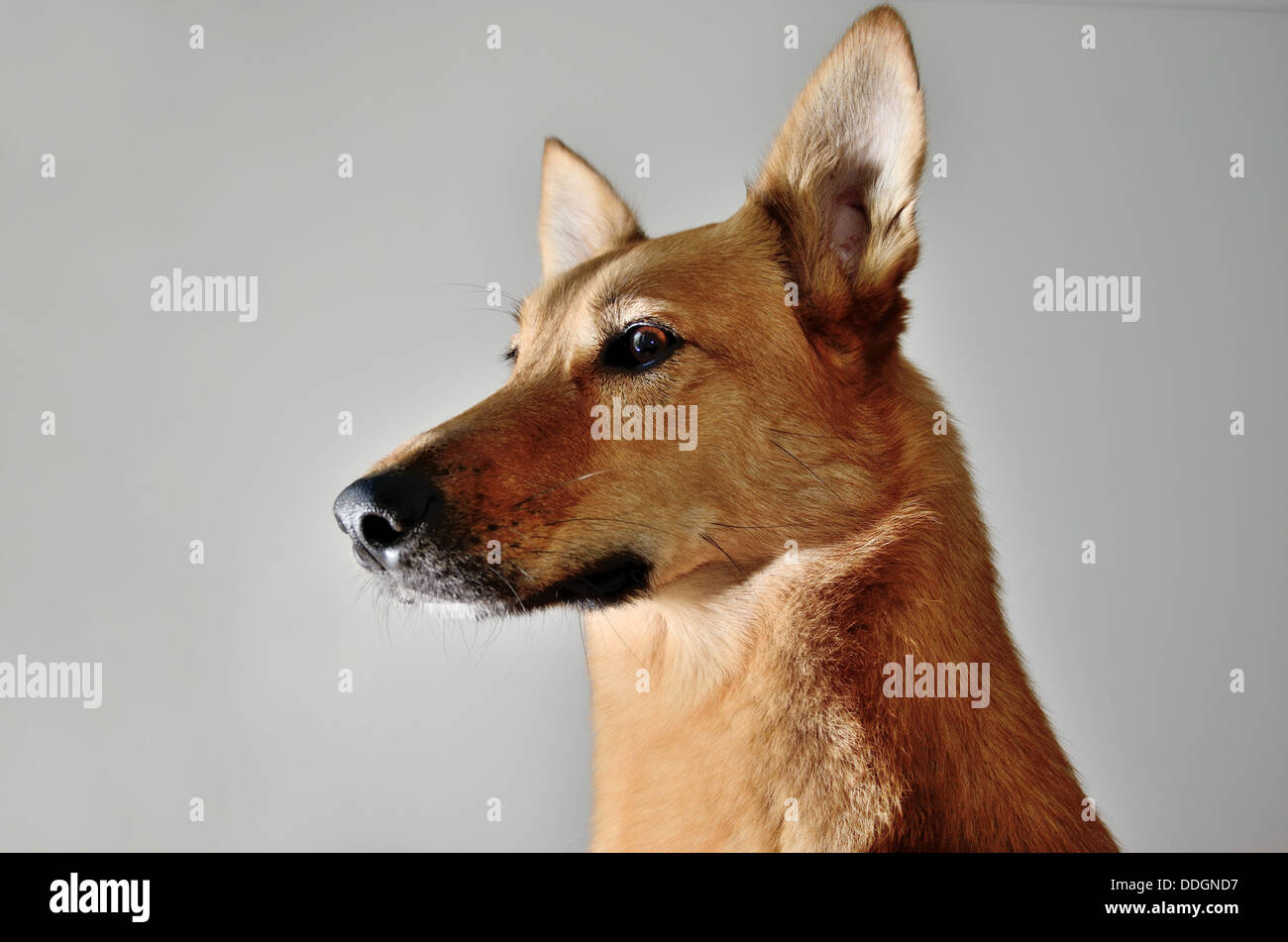 mutts face on a gray background, horizontal Stock Photo