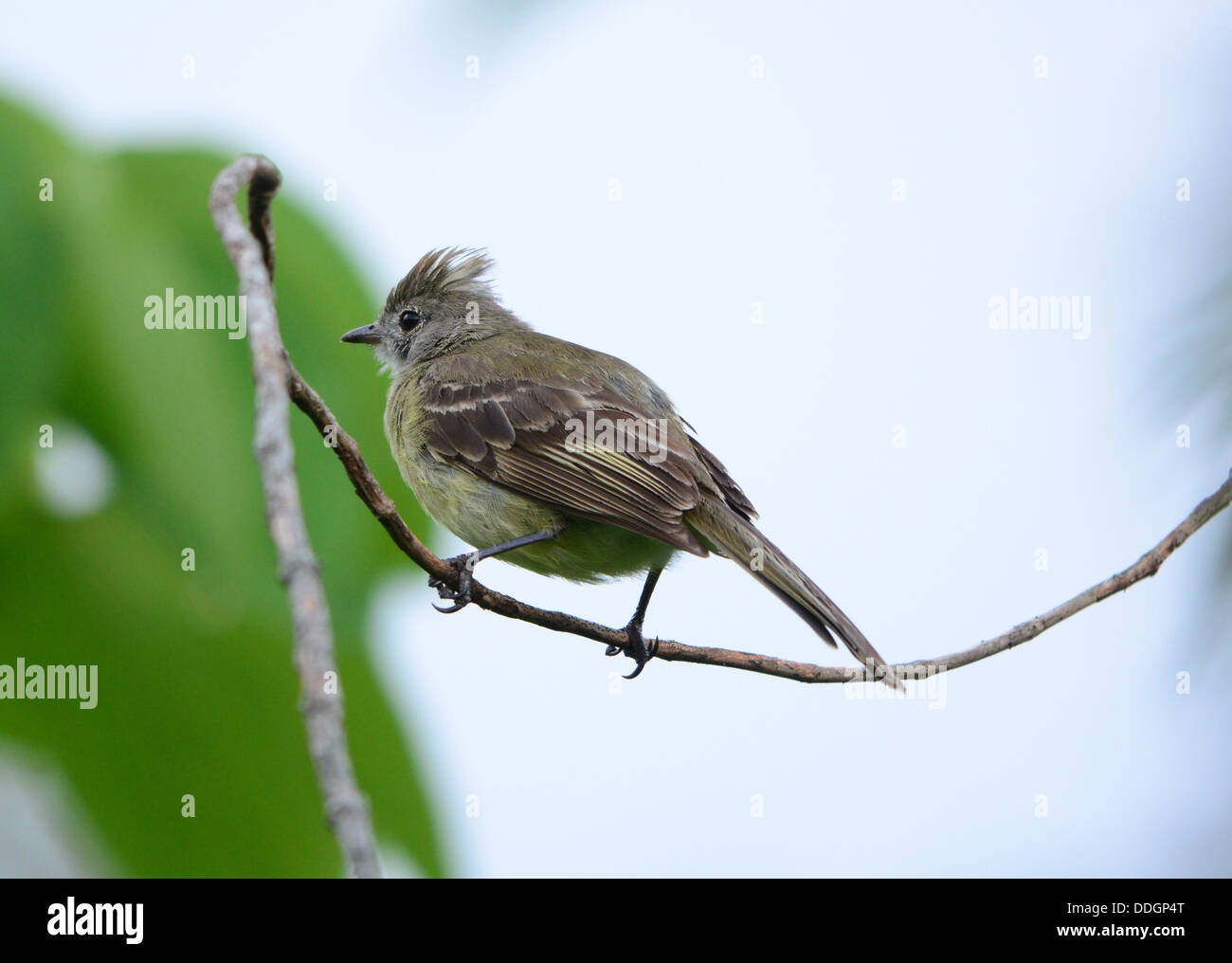 A Yellow-bellied Elaenia ( Elaenia flavogaster) perched on a tree branch Stock Photo