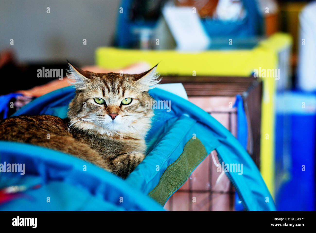 scene on the cat show with copyspace Stock Photo Alamy