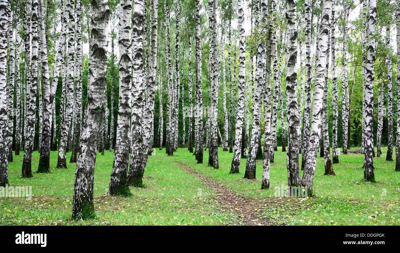 First day of beautiful autumn in birch grove Stock Photo - Alamy