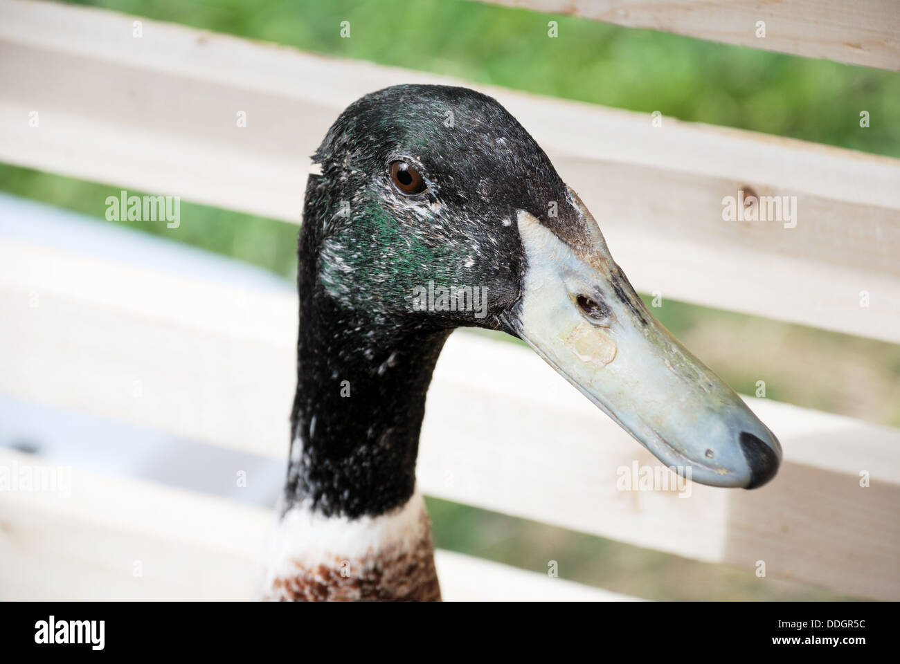 domestic goose head close up in the pen Stock Photo