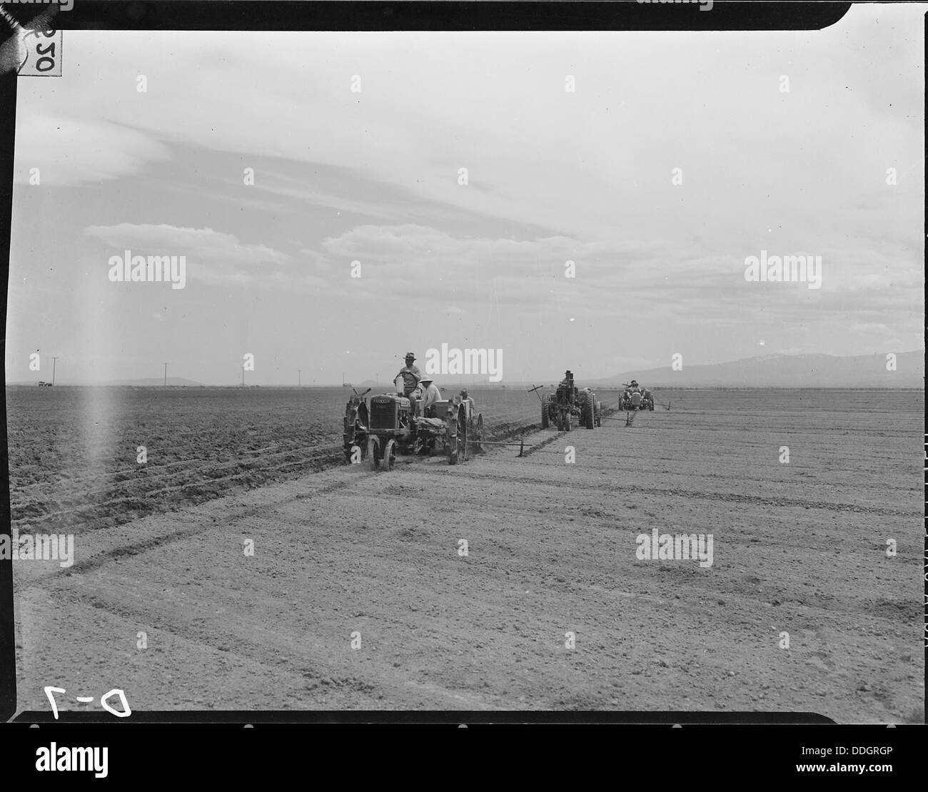 Tule Lake Relocation Center, Newell, California. Three crews of potato planters drop seed potoatoes . . . 538206 Stock Photo