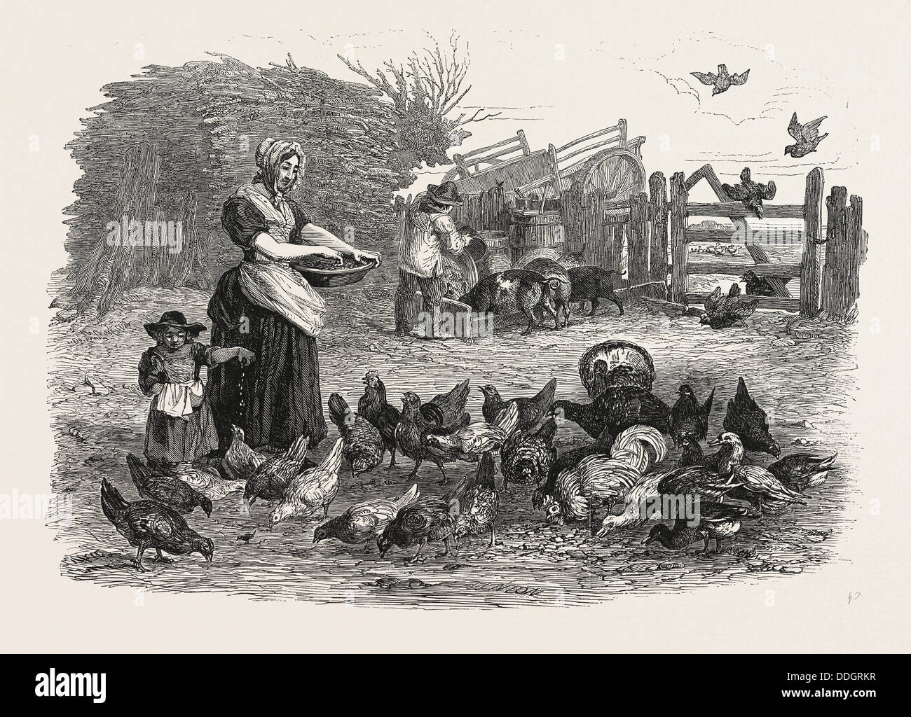 Retro poultry hi-res stock photography and images - Alamy