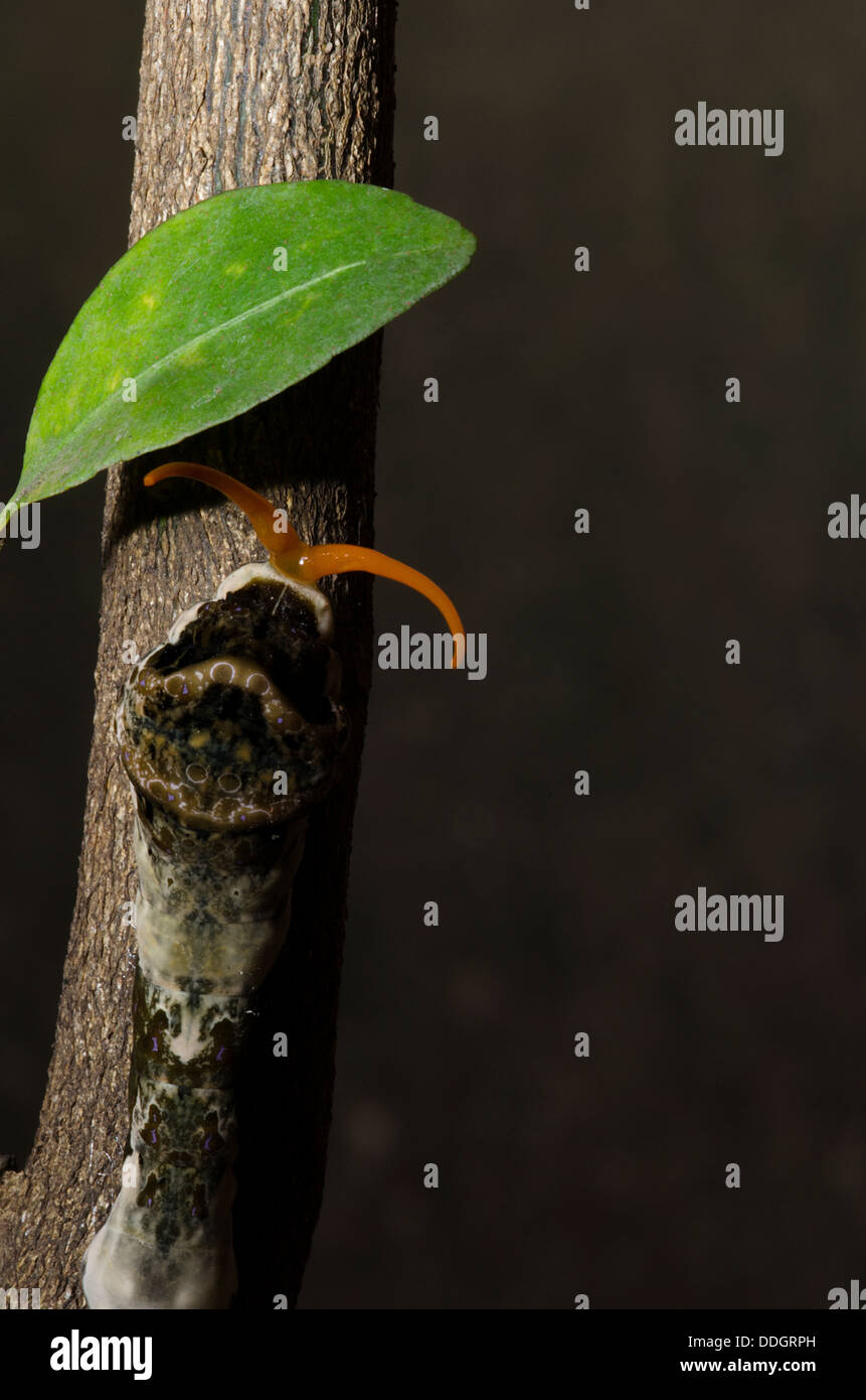 Orange Dog Caterpillar Stock Photo Alamy