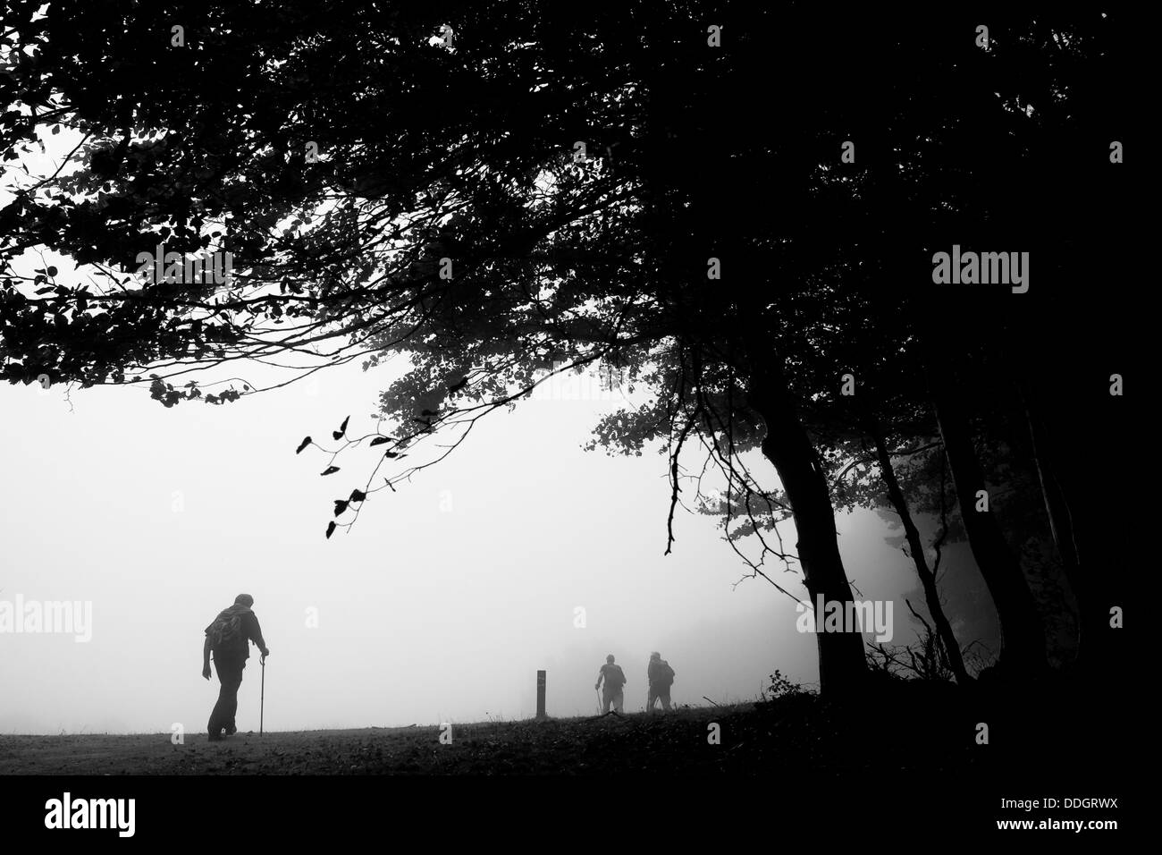 Hikers walking in misty forest path. Montseny Natural Park. Barcelona
