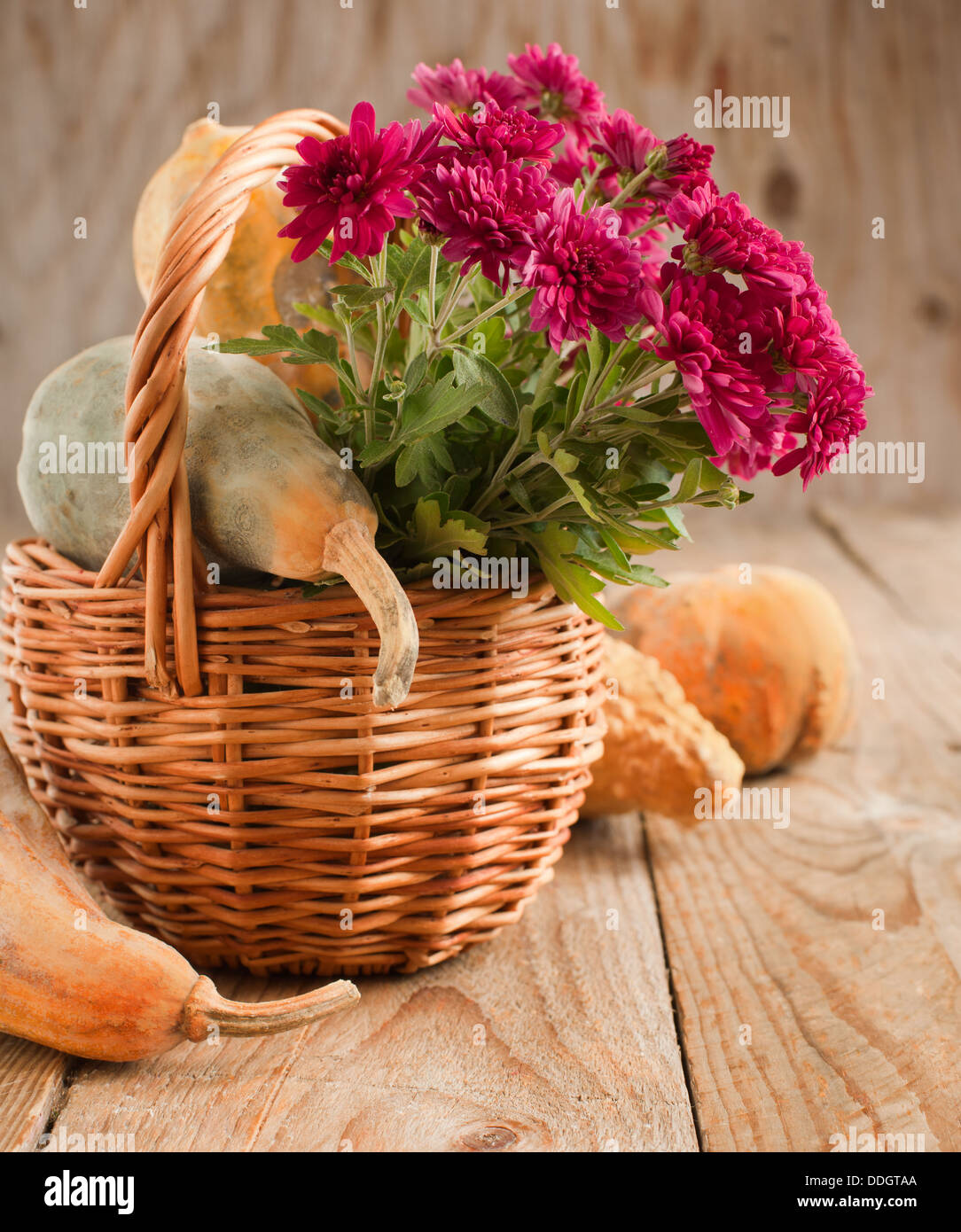 Aster Flowers and pumpkins in basket Stock Photo