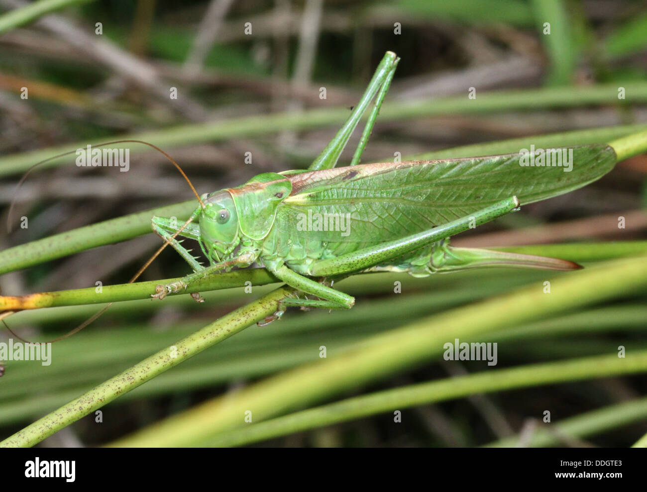 Detailed series of macros of a female Great Green Bush Cricket (Tettigonia viridissima) Stock Photo