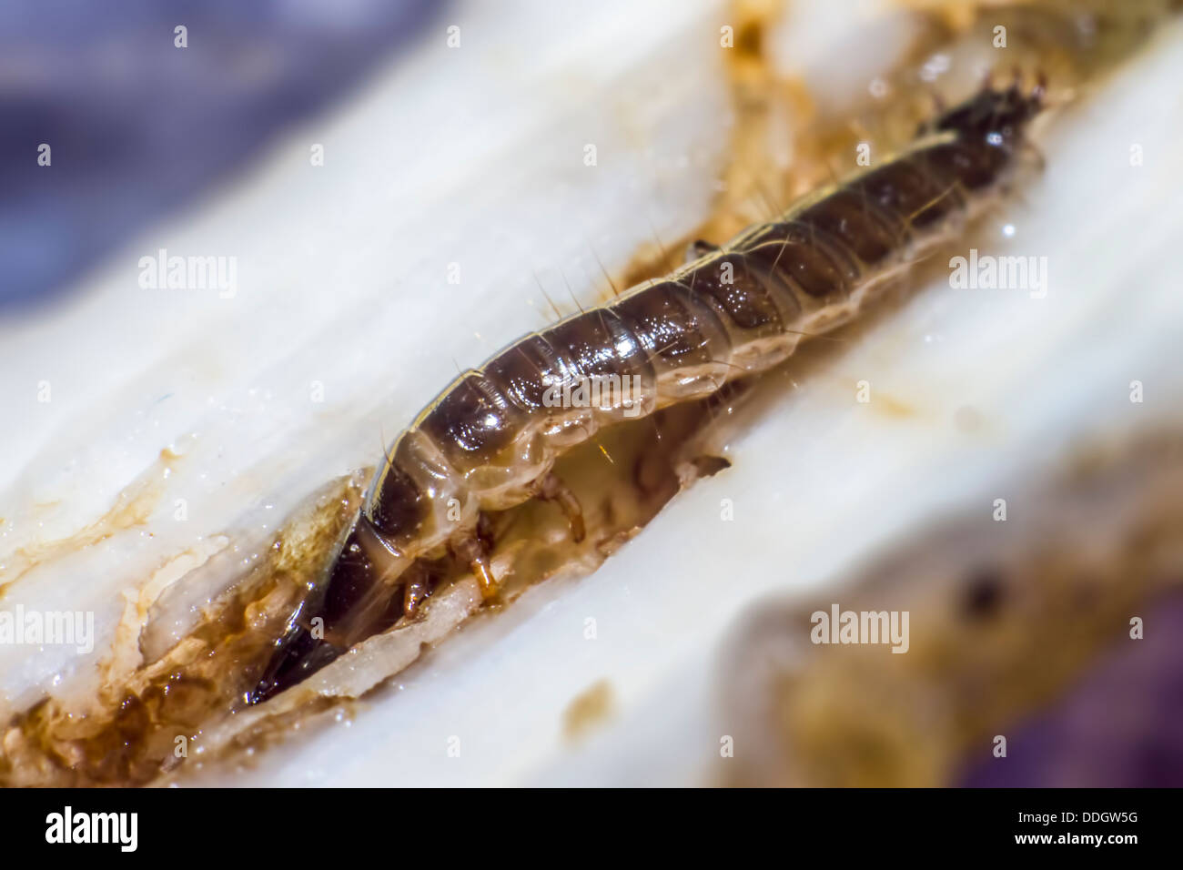 Page 3 Holding Worm High Resolution Stock Photography And Images Alamy Page 3 Holding Worm High Resolution Stock Photography And Images Alamy