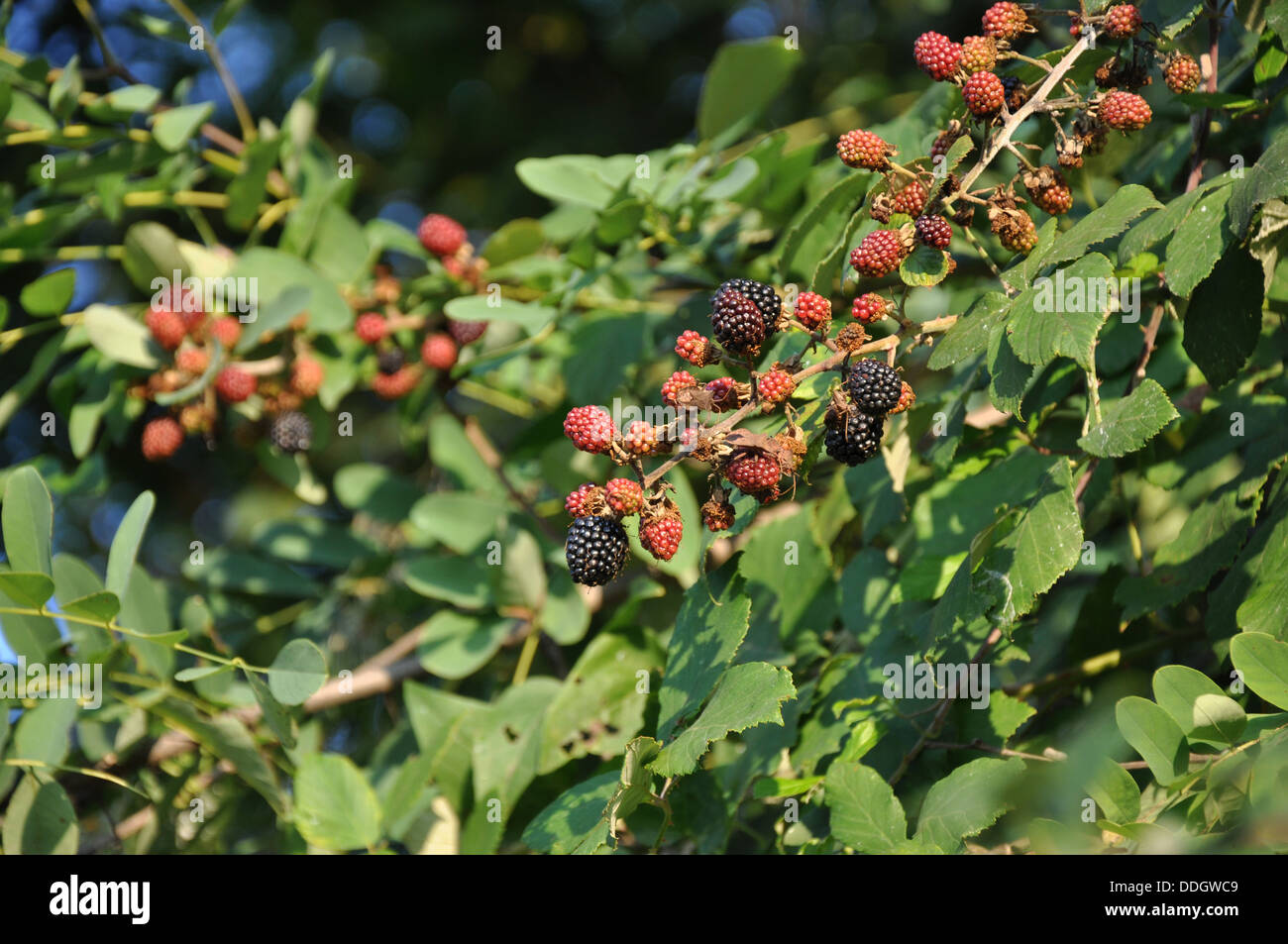 Wild blackberries growing in a hedge in Nieve in northern Italy Stock