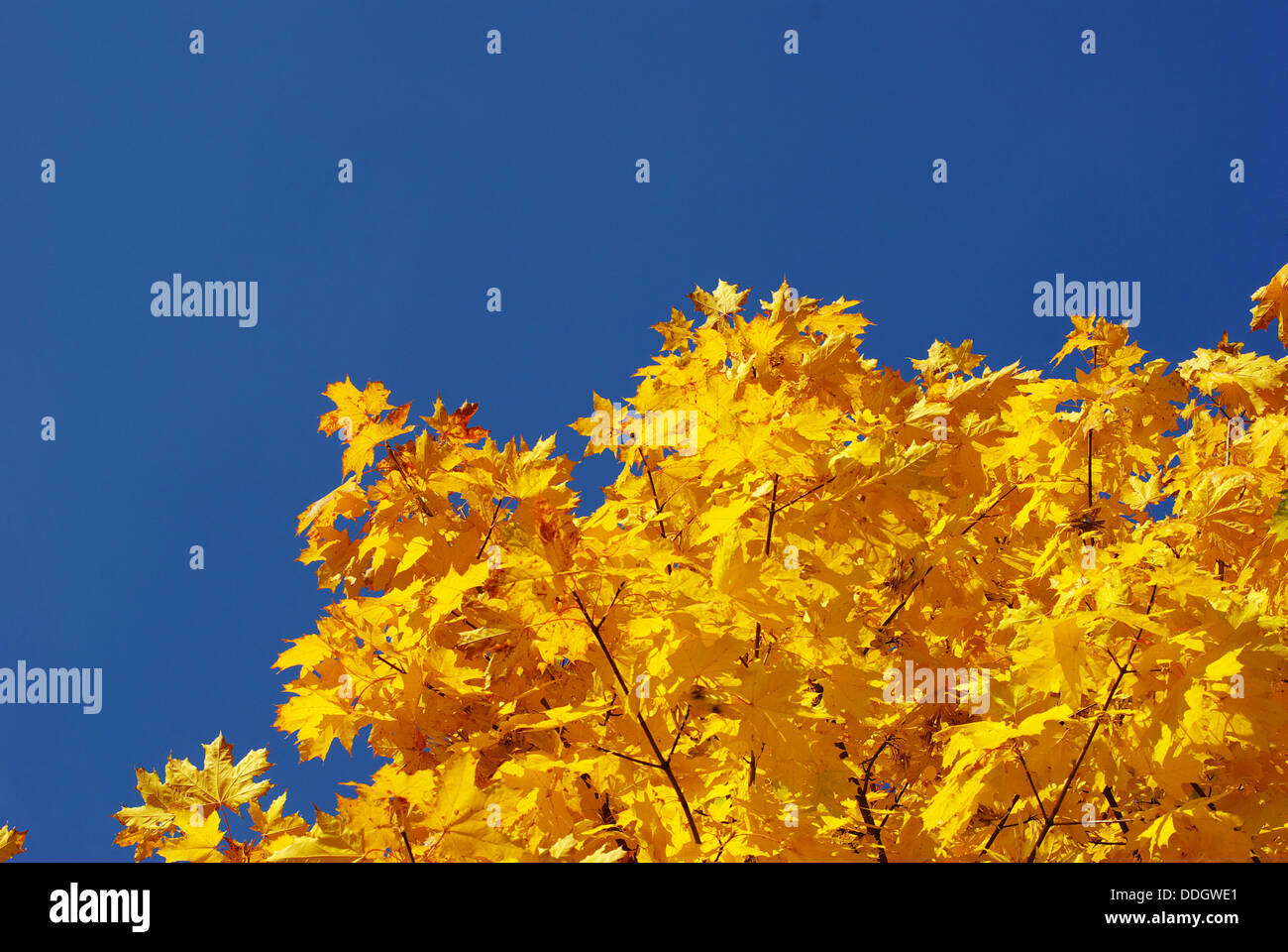 autumn leaves Stock Photo