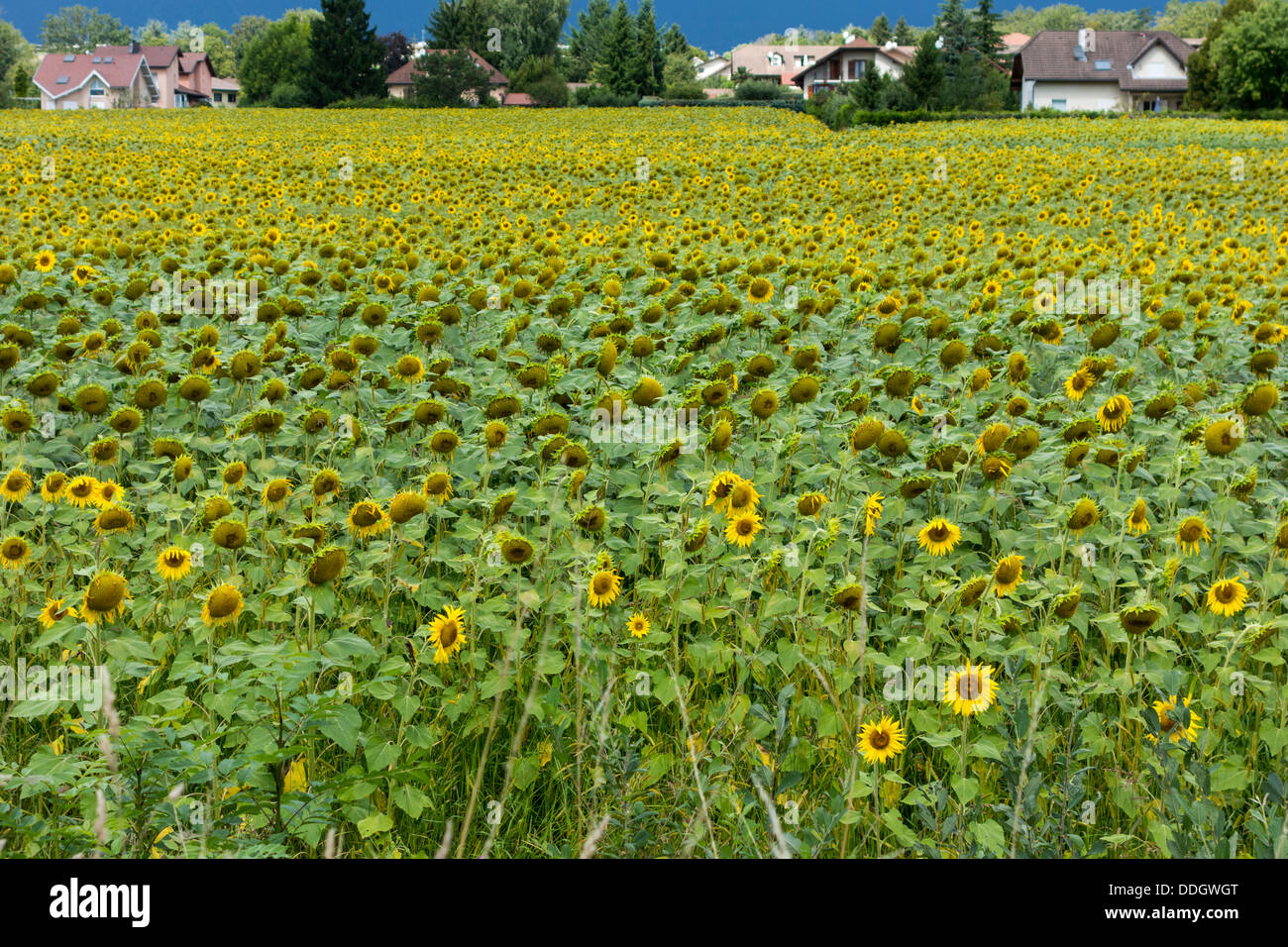 field of sunflowers near Thoiry, France Stock Photo