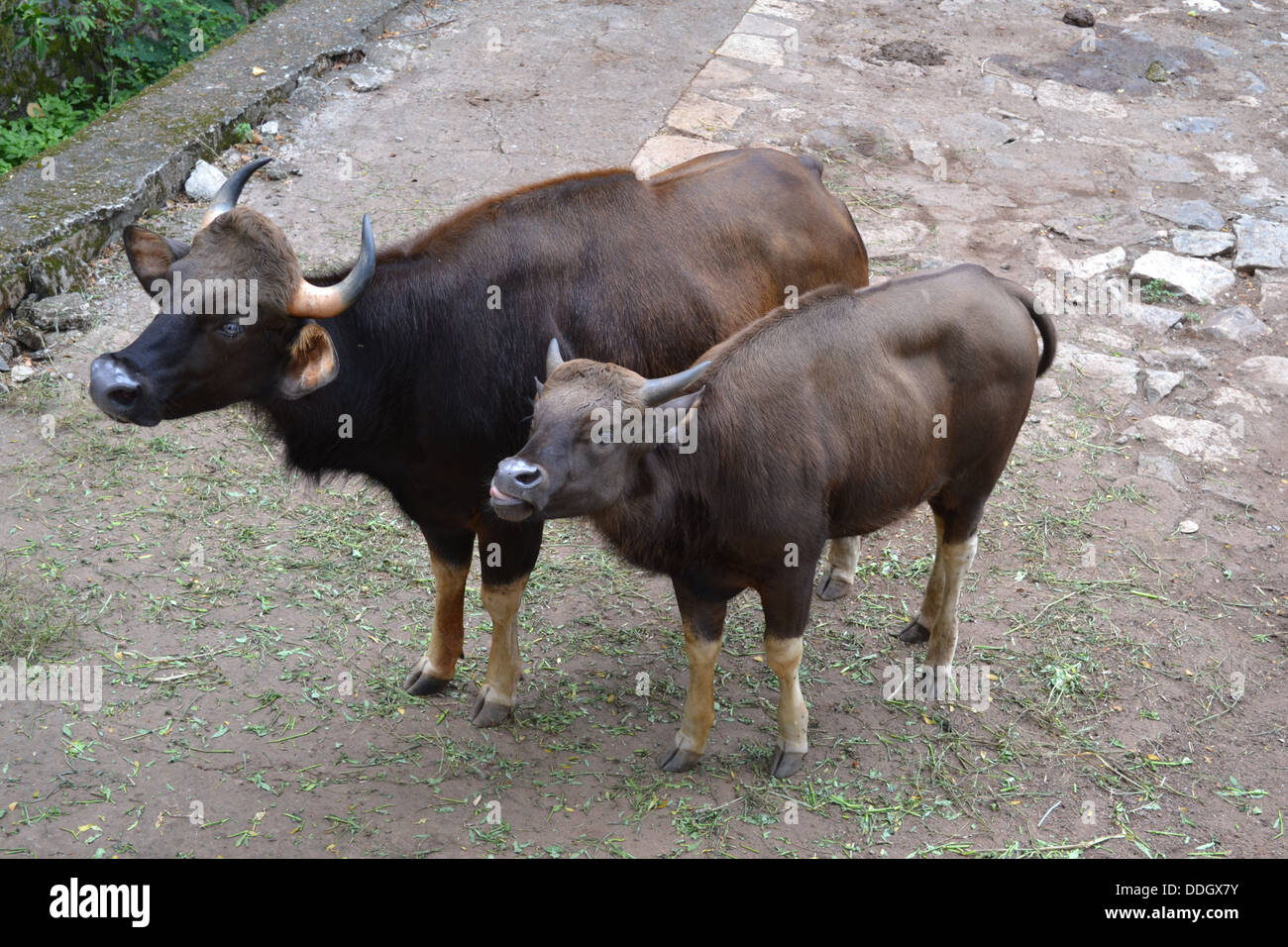 wild buffalo Bubalus arnee Stock Photo