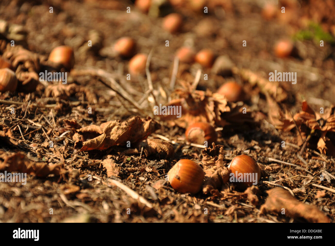 Ripe hazelnuts (cobnuts) on the ground in the Langhe, Piedmont