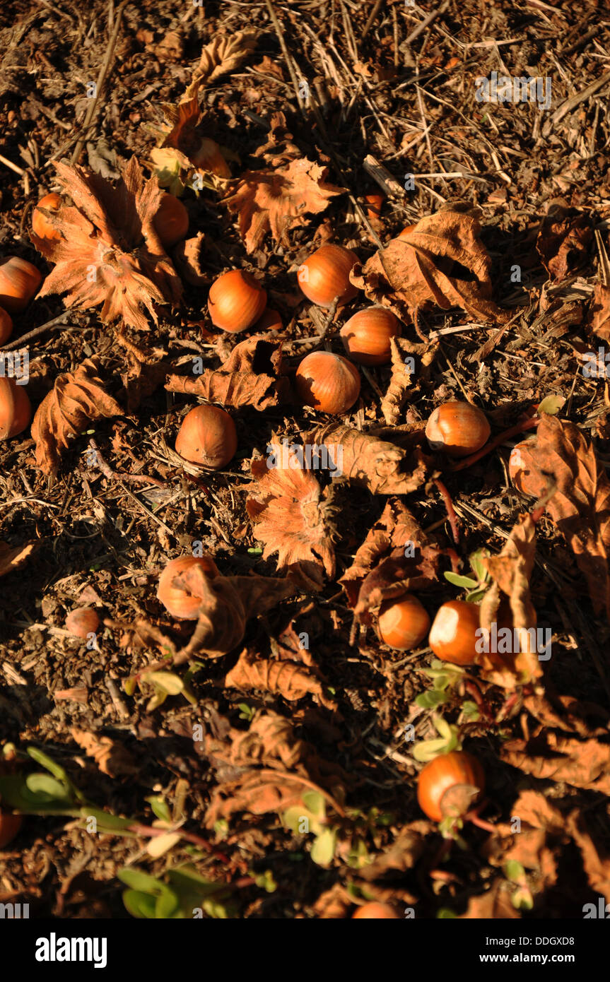 Ripe hazelnuts (cobnuts) on the ground in the Langhe, Piedmont
