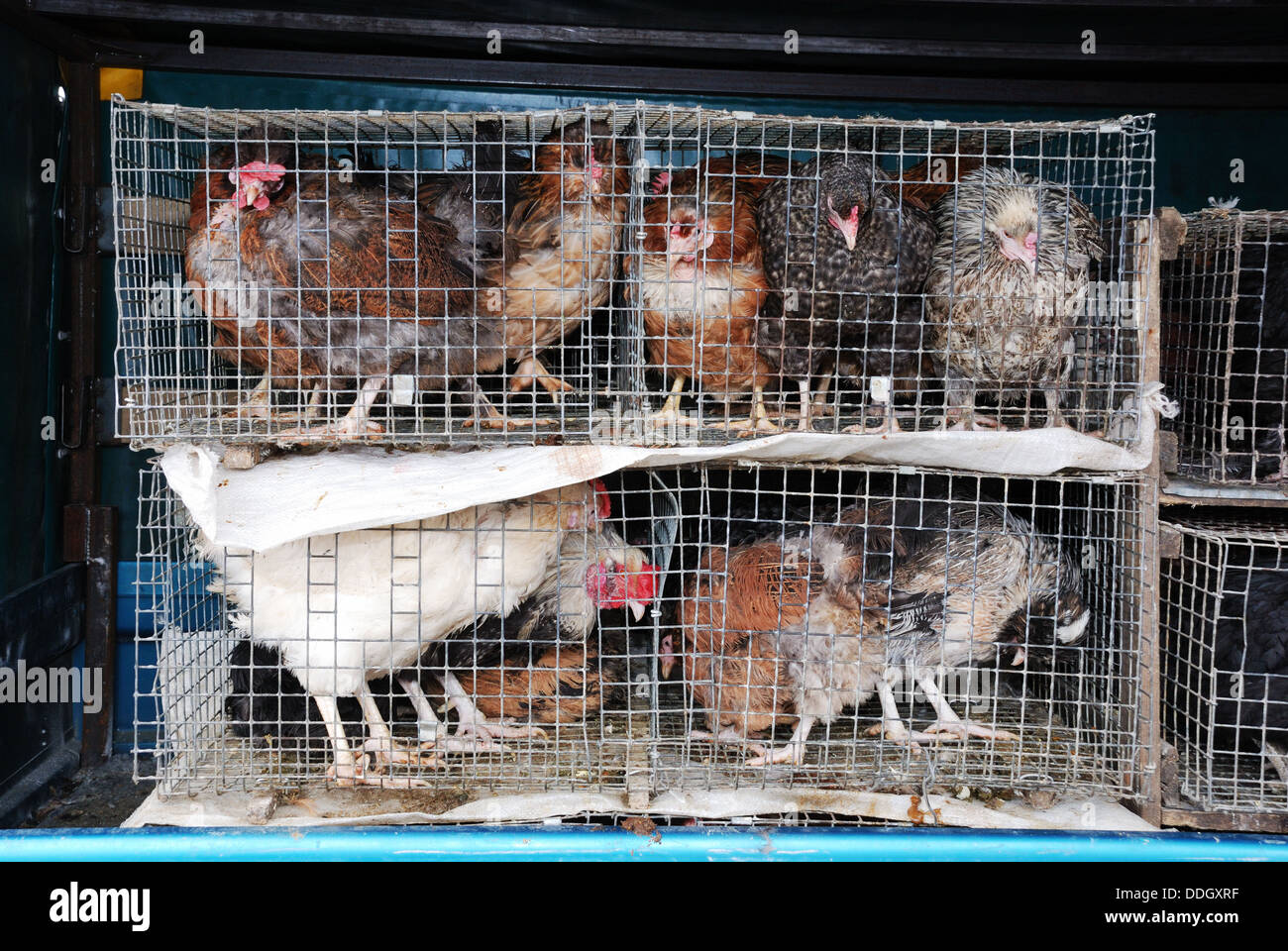 chickens and roosters in a small cage Stock Photo Alamy