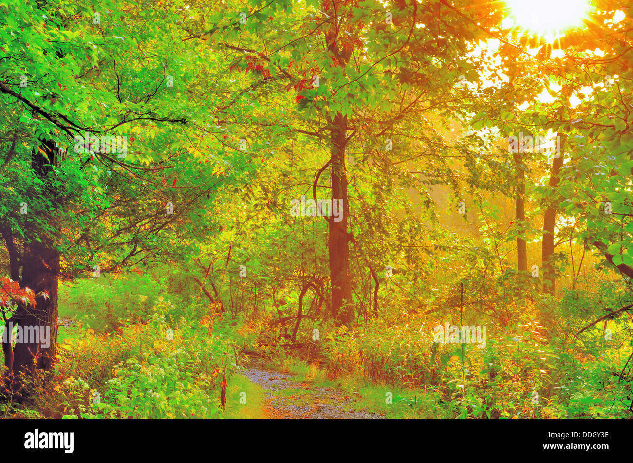 Morning sunrise coming through the trees in the woods Stock Photo - Alamy