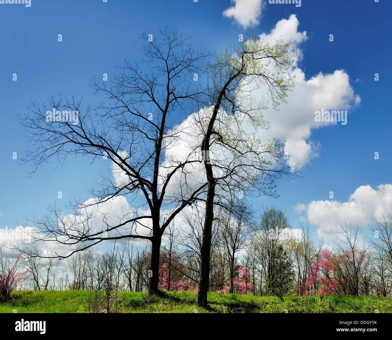 Trees In The Spring Time Stock Photo - Alamy