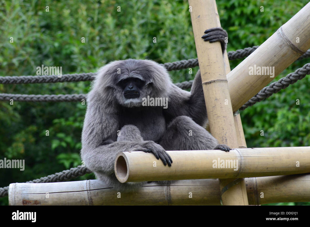 Javan Gibbon, Silbergibbon, one of the most threatened primates, Munich