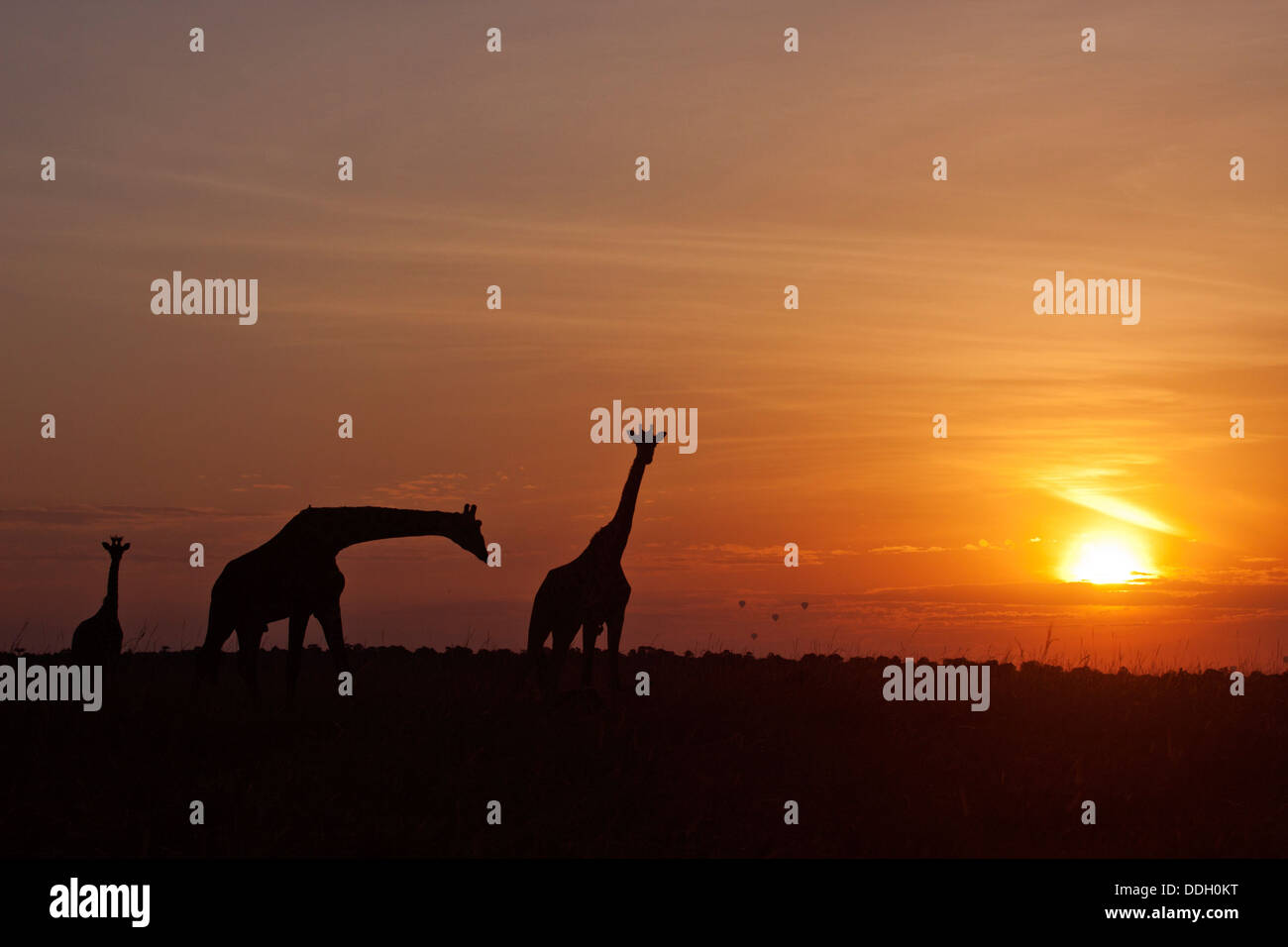 Giraffes at sunrise Stock Photo - Alamy