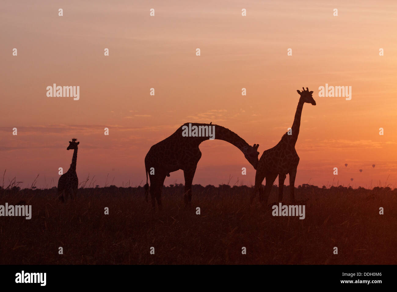 Colourful giraffes hi-res stock photography and images - Alamy