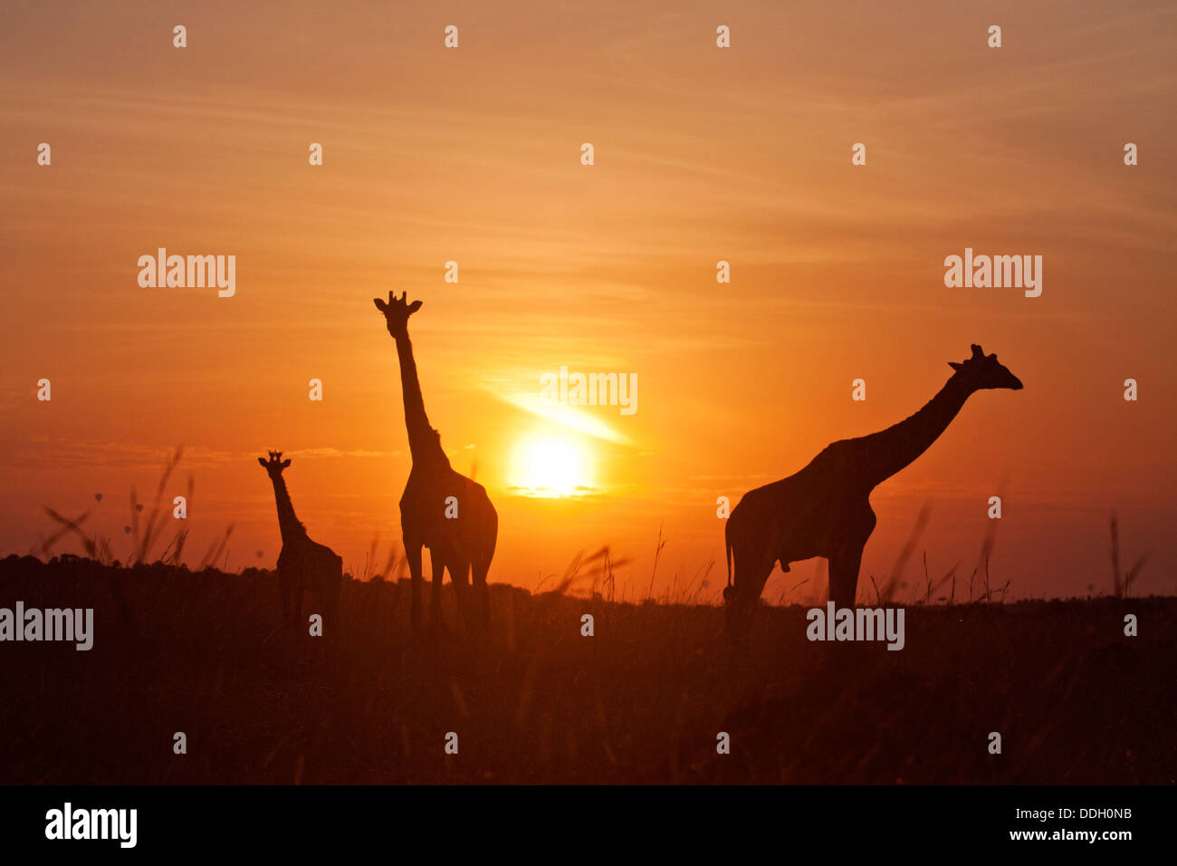 Giraffes at sunrise Stock Photo - Alamy