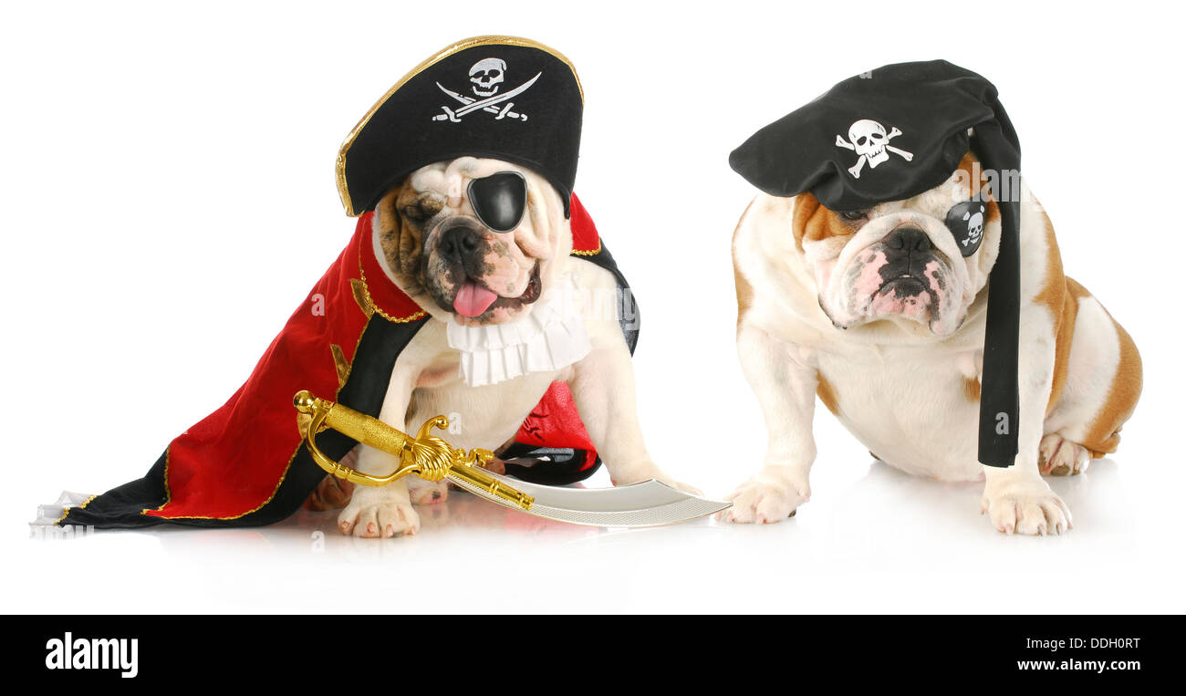 dog pirates two english bulldogs dressed up in pirate costumes on