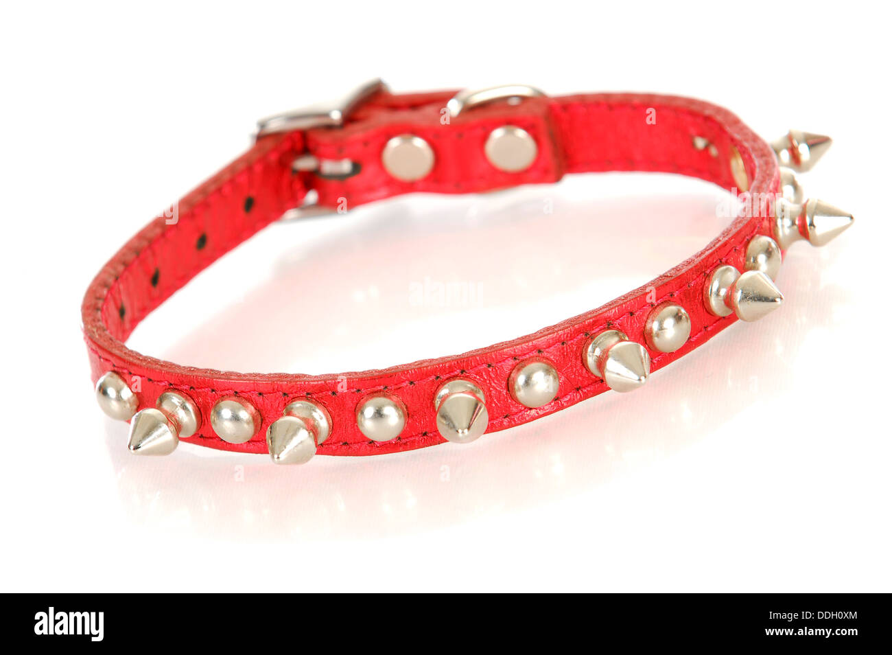 red studded dog collar