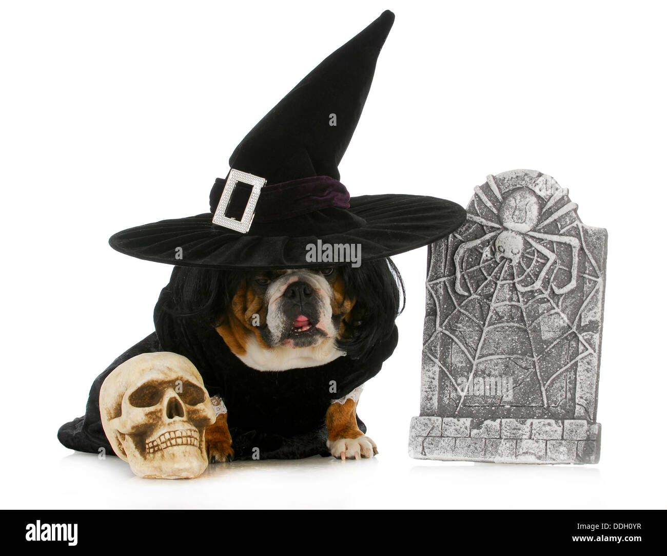 dog witch - english bulldog dressed up like a witch for halloween isolated on white background Stock Photo